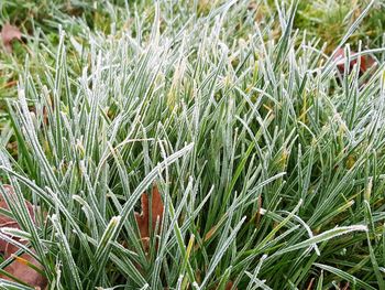 High angle view of grass growing on field