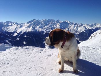 Saint bernard against snow covered mountains against clear blue sky