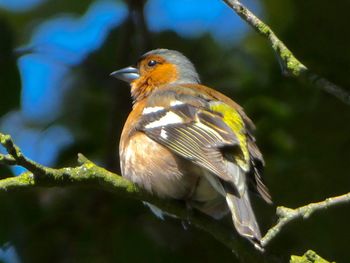 Close-up of bird perching on branch