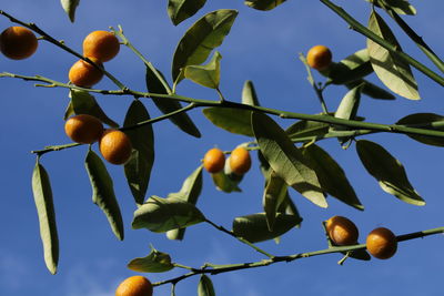 Low angle view of fruits on tree against sky