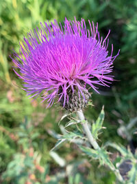 Close-up of purple thistle flower in field