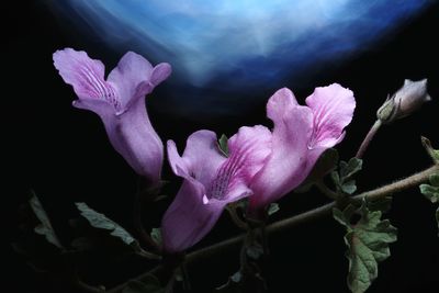 Close-up of pink flowering plant against black background