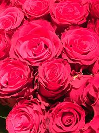 Full frame shot of red roses