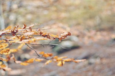 Close-up of dry plant