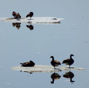 Birds in water