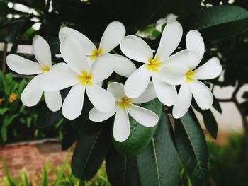 Close-up of frangipani blooming outdoors