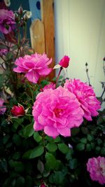 Close-up of pink flowers blooming outdoors