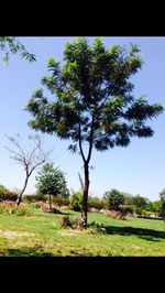 Trees on grassy field