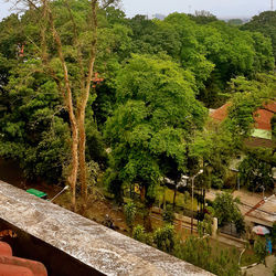 View of lush foliage