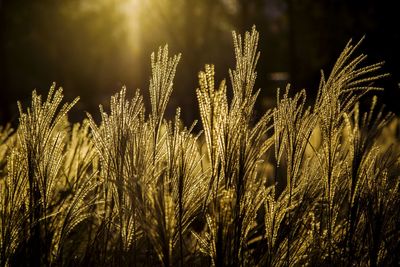 Close-up of plants against sky