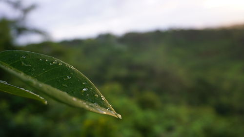 Close-up of raindrops on leaves