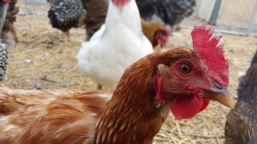 Close-up of hens in barn