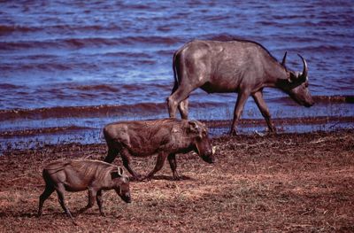 One buffalo and two wild boars grazing along a lake in zimbabwe