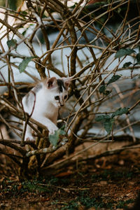 View of a cat sitting on tree