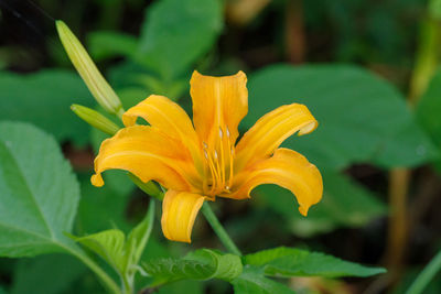 Close-up of yellow lily blooming outdoors