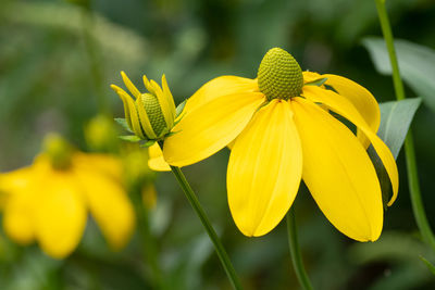 Shiny coneflower, rudbeckia nitida, flowers of summer