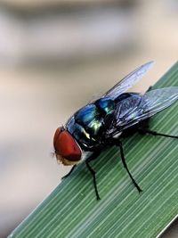 insect
