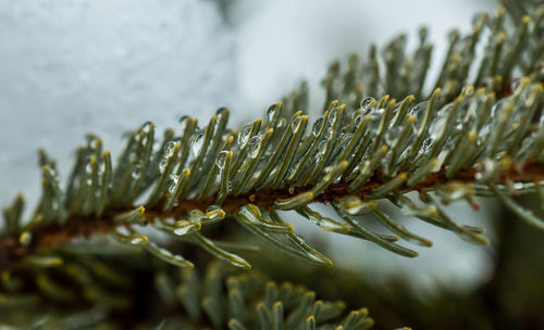 Close-up of water drops on pine needle