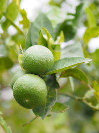 Close-up of fruit growing on tree