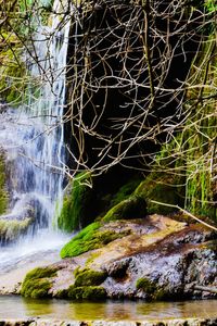 Scenic view of river flowing through forest