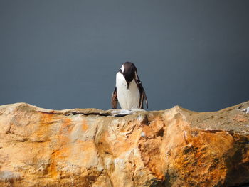 View of bird perching on rock