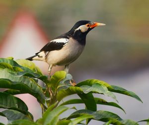 Close-up of bird perching on plant