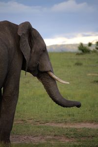 Close-up of elephant on grass against sky