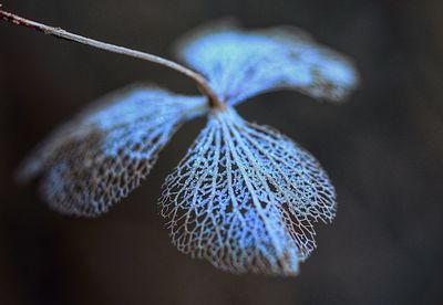 Close-up of blue flower