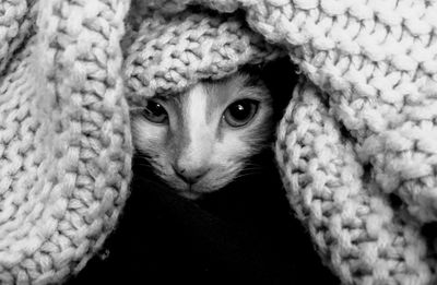 Close-up portrait of cat covered in woolen fabric