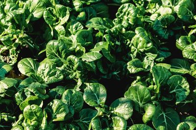 Full frame shot of spinach growing at farm