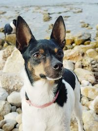 Close-up of dog on rock at beach