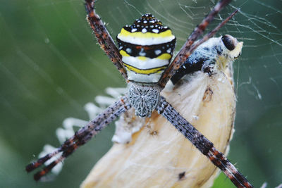 Close-up of insect on branch