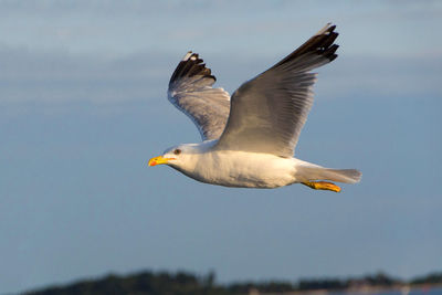 Low angle view of seagull flying