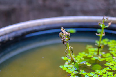 Close-up of flowering plant