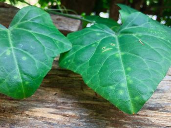 Close-up of fresh green leaf