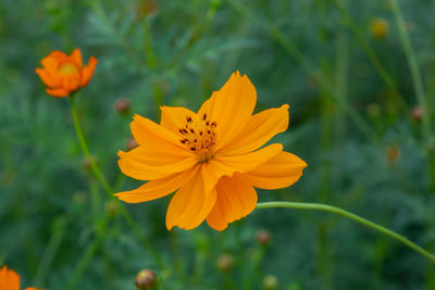 Close-up of orange cosmos flower