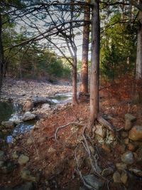 Trees in autumn