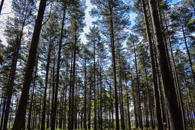 Low angle view of trees against sky