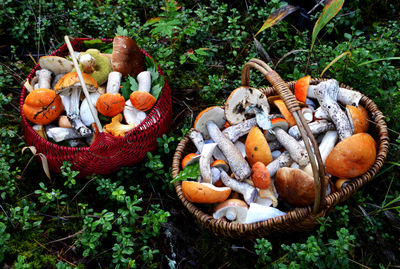 High angle view of edible mushrooms in baskets on field