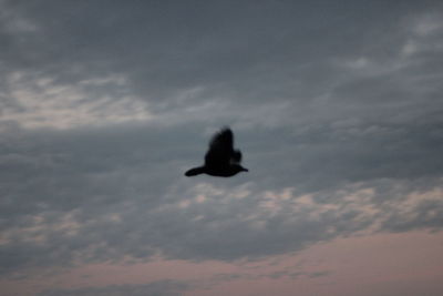 View of birds in flight