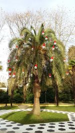 Christmas tree
