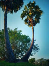 Low angle view of coconut palm trees against sky