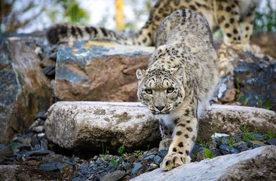 Snow leopard descending