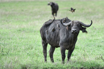 Buffalo with birds on grassy land