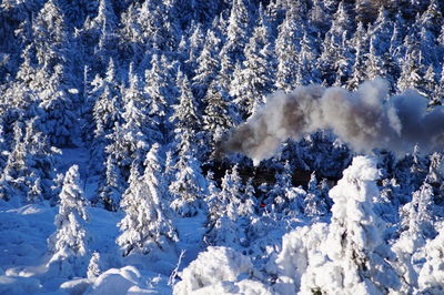 Full frame shot of snow covered trees