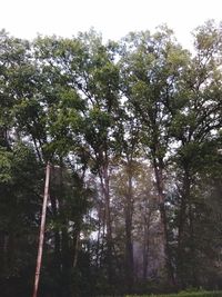 Low angle view of trees in forest against sky