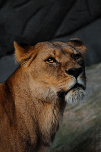 Close-up of a cat looking away