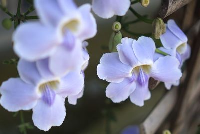 Close-up of purple flowering plant
