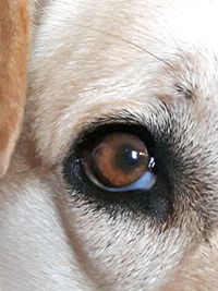 Close-up portrait of dog