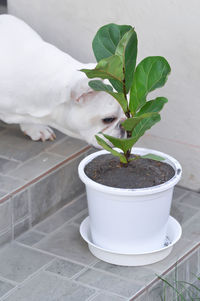 Close-up of potted plant on table